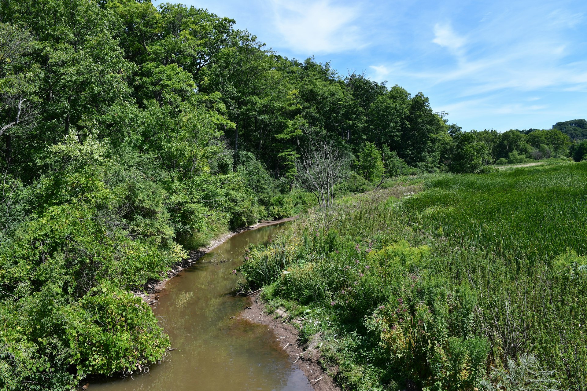 a river running through a forest
